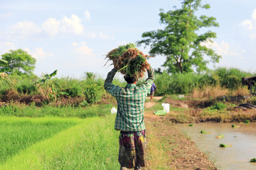 Man farmer Carrying rice seedlings in rice field, In order to prepare seasonal rice cultivation.