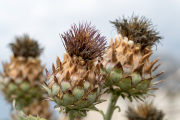 close up view of artichoke fruits blossoming