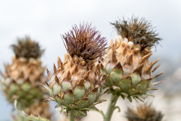 close up view of artichoke fruits blossoming
