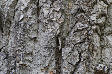 tree bark