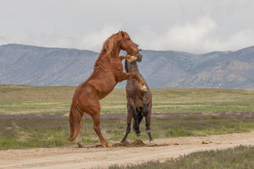 Wild Horse Stallions Fighting in the Utah Desert in Spring