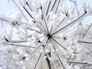 Wild grass with snow in close up. Winter landscape with weeds textural geometry. Decorative nature elements in the rural scene, abstract view.