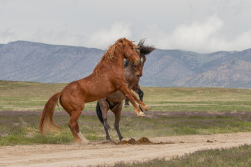 Naklejka premium Wild Horse Stallions Fighting in the Utah Desert in Spring
