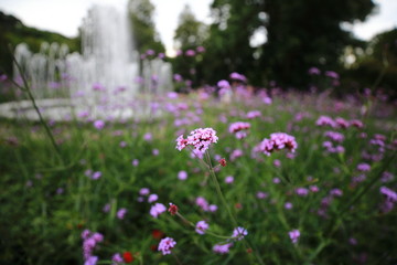 Fototapeta premium Verbena in Bernardine Gardens, Vilnuis, Lithuania