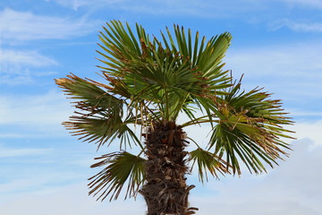 Fan palm trees on the background of the sea ( Trachycarpus fortunei )