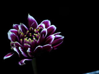 Flor sobre fondo negro