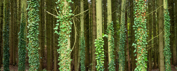 spruce tree trubks overgrown with ivy - obrazy, fototapety, plakaty