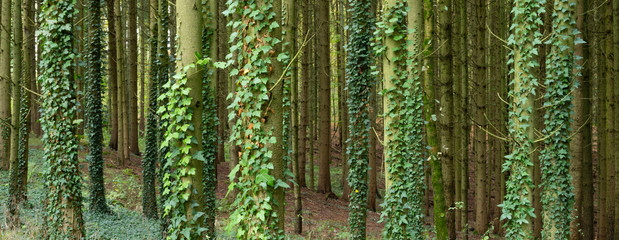 Obraz premium spruce tree trubks overgrown with ivy