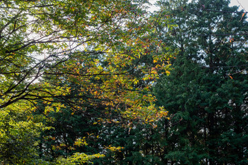 Obraz premium 初秋の風景