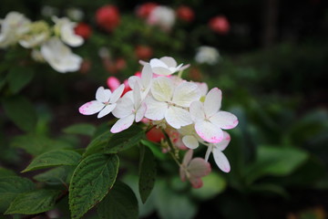 Hydrangeas in Bernardine Gardens, Vilnuis, Lithuania