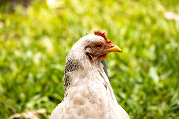 Cabeza de gallina pigmea blanca contra un fondo verde desenfocado de césped. 