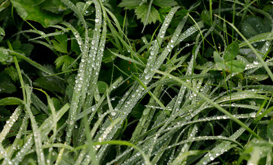 Blurred green nature background. Texture of green grass covered with dew drops. Meadow after the rain. Close-up, horizontal, cropped shot. The concept of natural beauty.