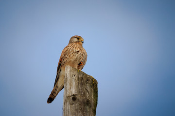 bird of prey