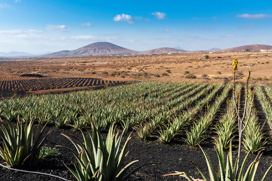 Aloe Vera growing on the Island of Fuerteventura in the canary islands