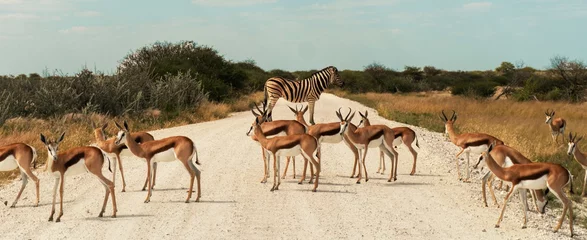 Aluminium Prints Antelope Wildlife harmony