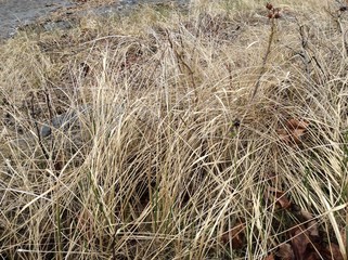 Fototapeta premium dry grass in field