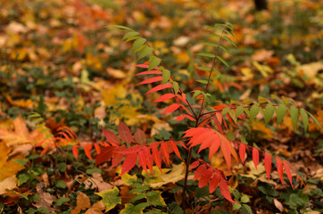 Red and yellow leaves in the autumn forest. Close-up photo with blurry background.