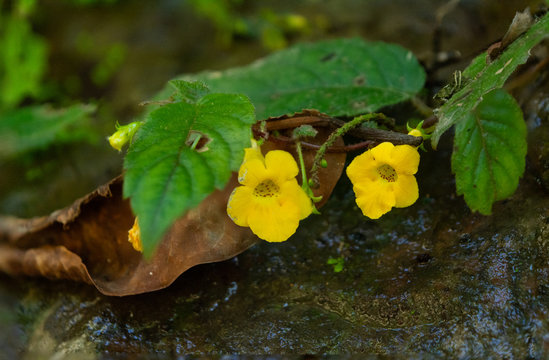Achimenes flava