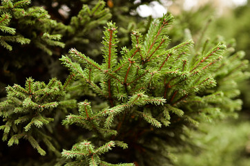 Pine and spruce branches close-up with a blurred background. Photo in warm tint.