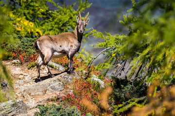 a ibex in the Valais Alps