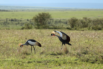 Mating crowned-cranes in the african savannah.