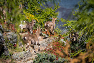 family of alpine ibex on hiking trail in larch forest