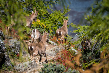 family of alpine ibex on hiking trail in larch forest
