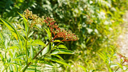 Elderberry plant is found along the roads in the Plitvice Lakes park