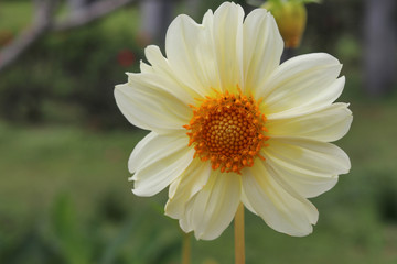 White Fresh Sunflower Blooming in The Garden Close Up