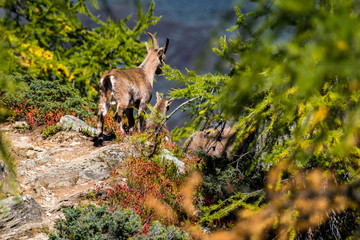 family of alpine ibex on hiking trail in larch forest