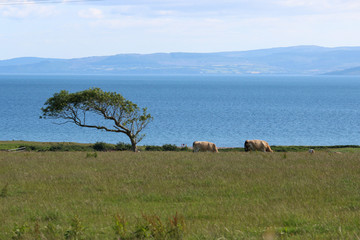 Fototapeta na wymiar Views of Isle of Arran from the Isle of Bute Scotland landscapes