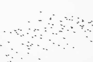 Monochrome photo depicting flock of wild birds against sky