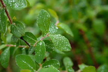 leaves in raindrops shrubs summer rain footprints