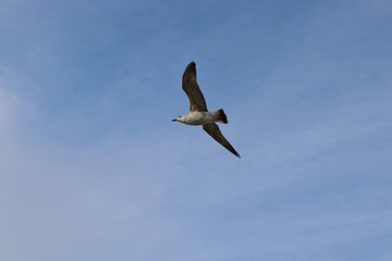 Sea gull on a background of blue sky