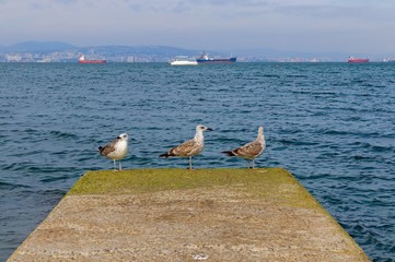 landscape of a sea gull on a background of the sea
