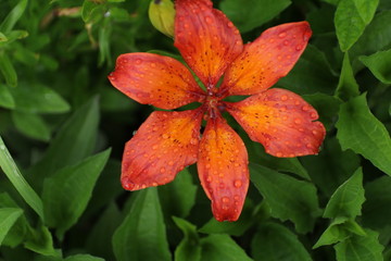 red flower