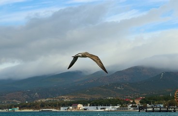 landscape of a sea gull on a background of the sea