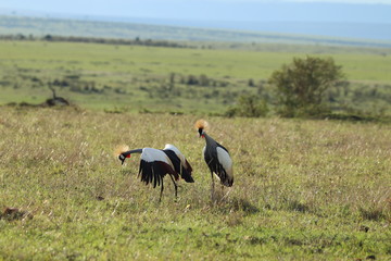 Mating crowned-cranes in the african savannah.