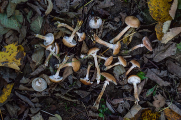 Picked mushrooms and fallen leaves on the ground - autumn forest scene