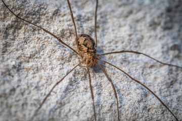 a close-up of a large weaver's spider sitting on a white exterior wall of a house