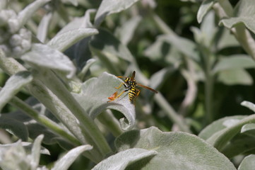 Lamb's Ears Wasp