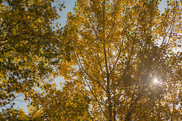 Fototapeta premium autumn background forest with yellow leaves on sky background