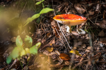 Roter Pilz