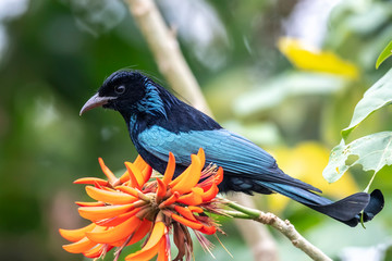 Hair-crested Drongo (Formal Name: Dicrurus hottentottus)
