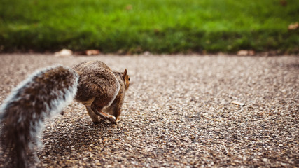 Eichhörnchen im Park