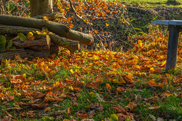 colourful foliage lies at the roadside next to a bench in autumn