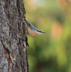 Close up wood Nuthatch or Eurasian nuthatch, climbing on larch tree trunk with head down. Green bokeh background, copy space.