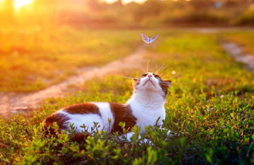 cute kitten lies on a summer Sunny meadow in the green grass and looks at the flying bird. a bright...