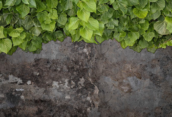 Old painted concrete wall creeper vines, ivy. Vintage panoramic banner background.