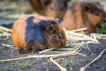 Nahaufnahme eines Meerschweinchens